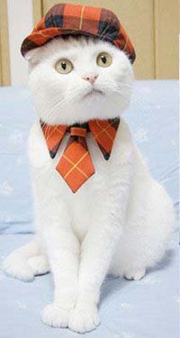 Cat_tie